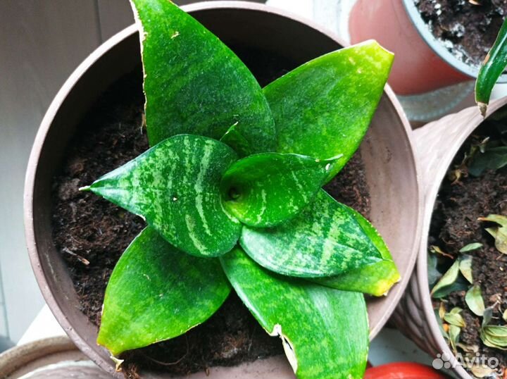 Сансевиерия и другие