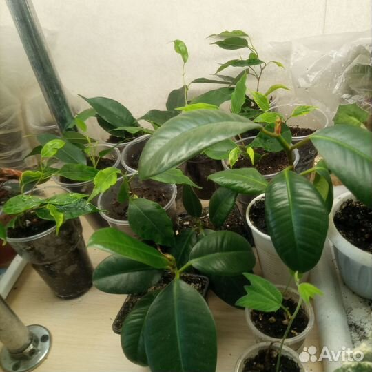 Фикусы,кротон,аглаонема