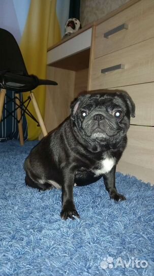 Вязка мопс девочка