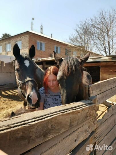 Продам навоз конский без гмо от производителя