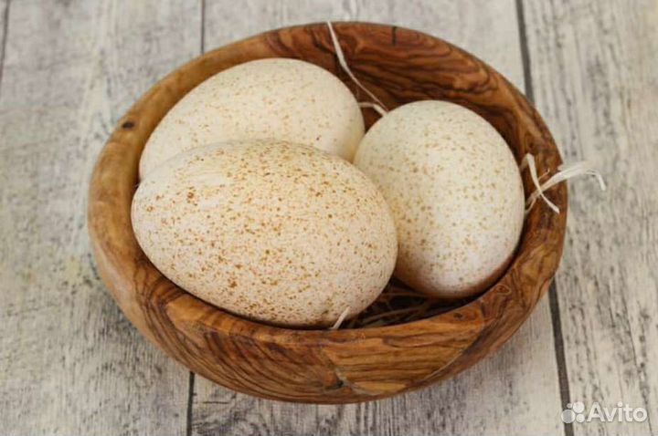 Яйцо индейки инкубационное