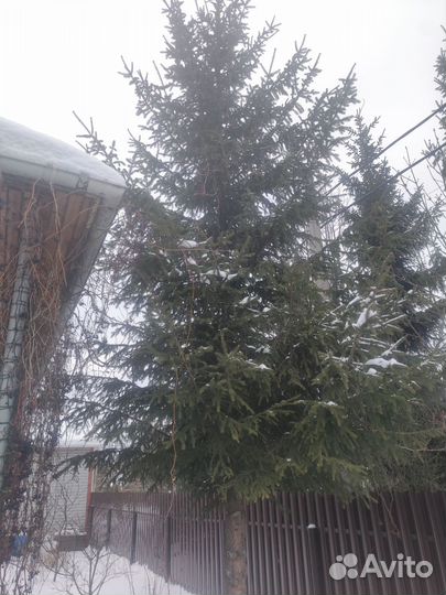 Ель новогодняя живая