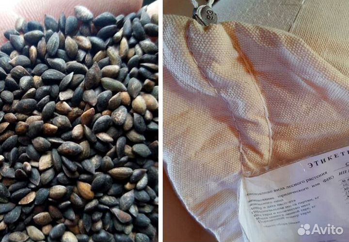 Семена ели на заказ