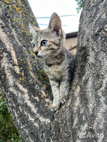 Кошка в дар