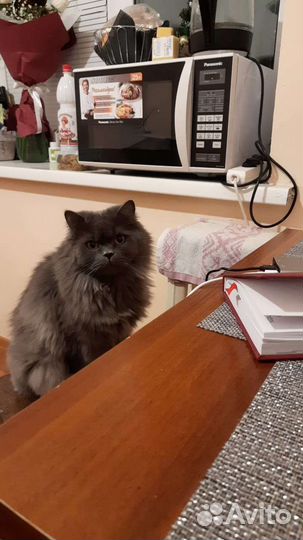 Британский кот