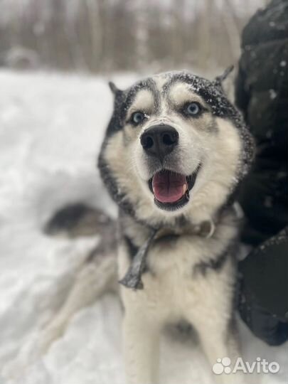 Сибирский хаски вязка