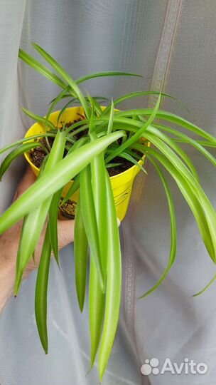 Комнатные растения