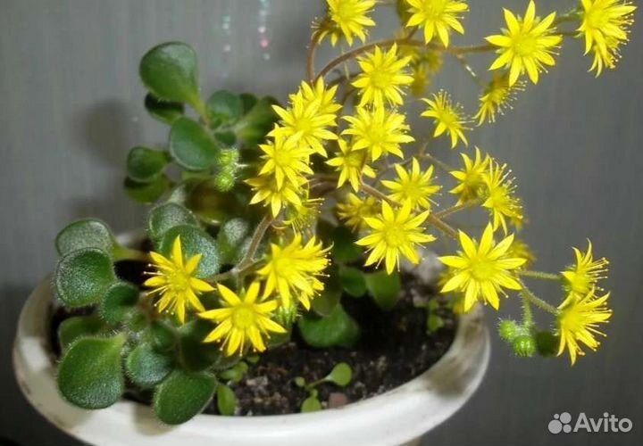 Аихризон (Дерево любви)