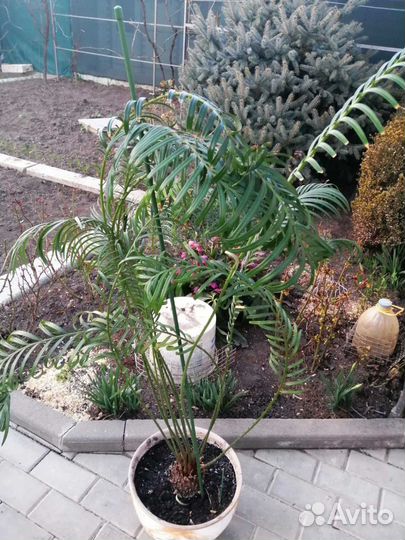 Продам саговую пальму (цикас революта)