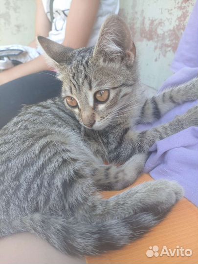 Катенок в добрые руки