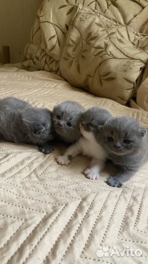 Шотландские котята