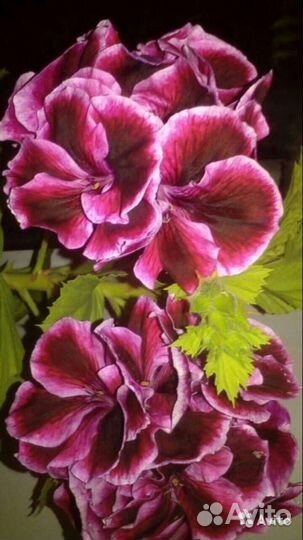 Королевская пеларгония(герань),есть цветущая