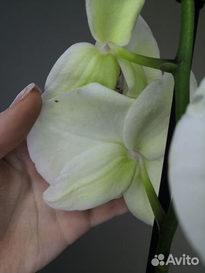 Орхидея кремовая с зеленцой