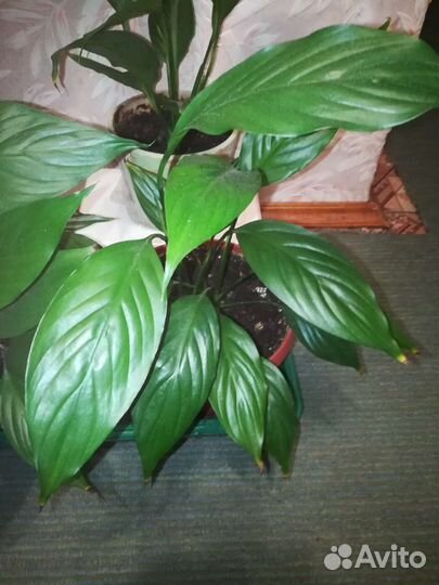 Комнатное растение Спатифиллум