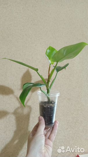 Филодендрон белая принцесса