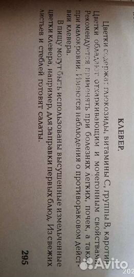 Цветы клевера