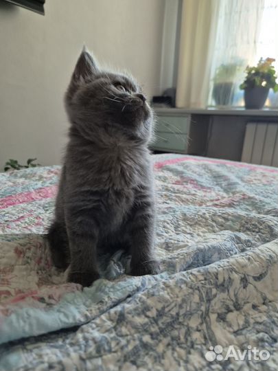 Британские котята