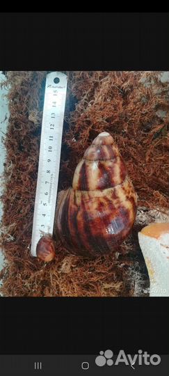 Архахатины Маргината Маргината ф5