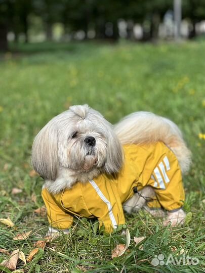 Дождевик для собак мелких и средних пород