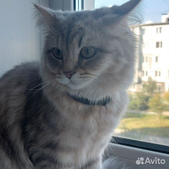 Шотландская кошечка
