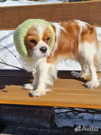 Шапочка снуд для кавалер кинг чарльз спаниелей