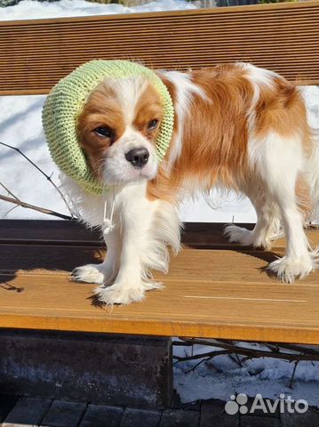 Шапочка снуд для кавалер кинг чарльз спаниелей