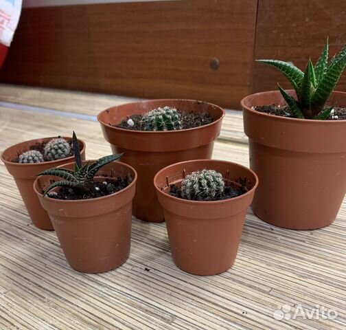 Кактус эхинопсис, суккулент хавортия