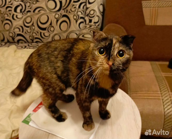 Шотландская вислоухая кошка