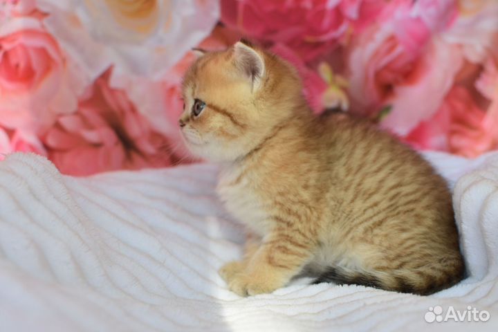 Котята шотландцы страйт и фолд