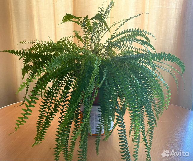 Комнатные домашние растения