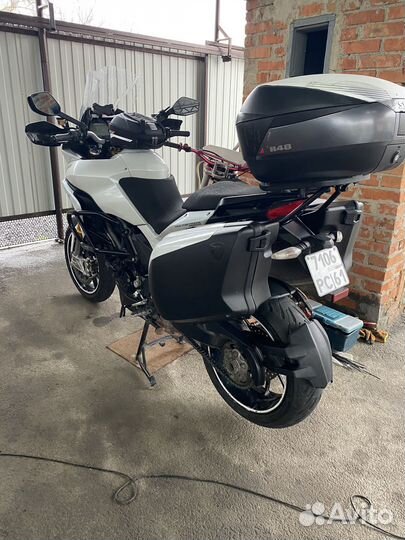 Продаю красавца