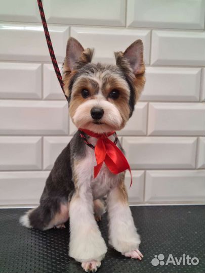 Грумер стрижка собак