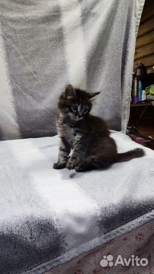 Кошка в дар