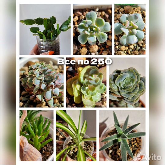 Комнатные цветы