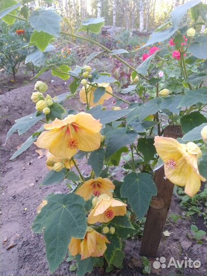 Абутилон нб-Солнечное сияние