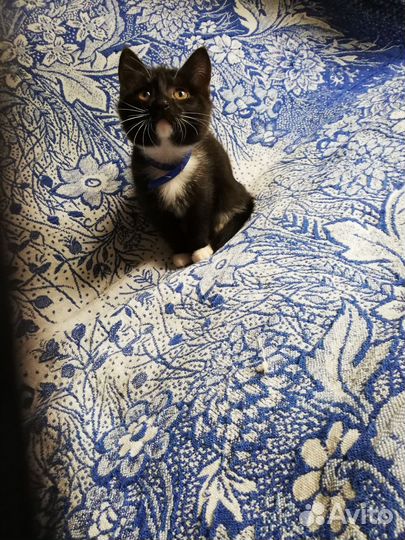 Кошечка 4 месяца