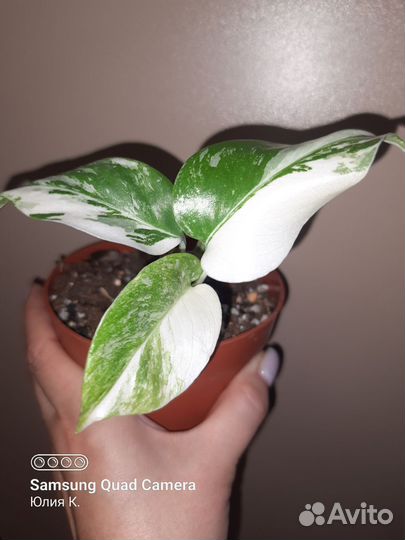 Монстера альба