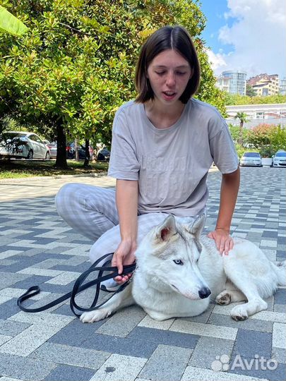 Голубоглазый хаски кобель Пакс в добрые руки