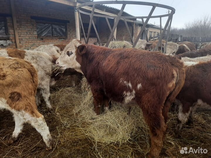 Бычки сементалы