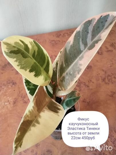 Фикусы, Тинеки, Бэлис