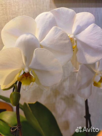 Орхидея фаленопсис