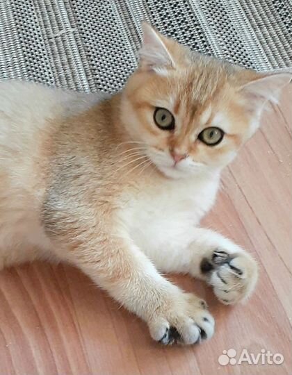 Золотая шиншилла