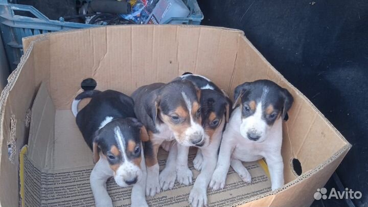 Русская пегая гончая