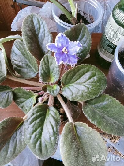 Фиалка в горшках