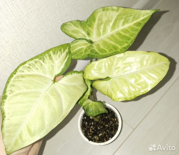 Сингониумы сортовые