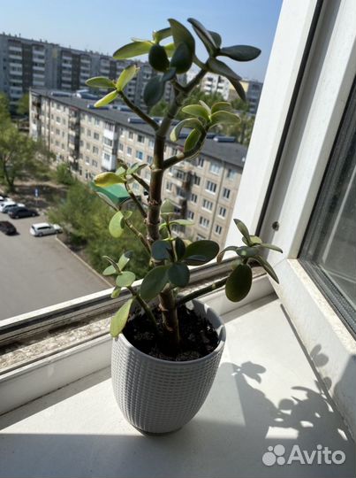 Денежное дерево