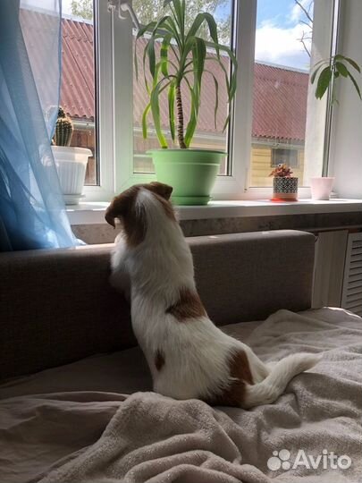 Вязка джек Рассел терьер