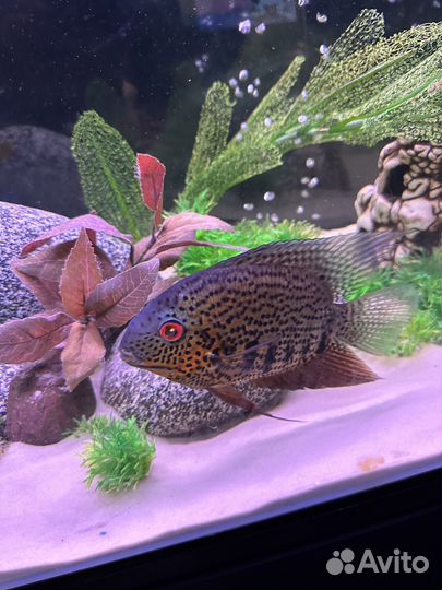 Продам пару северумов