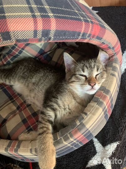 Кошка в дар бесплатно