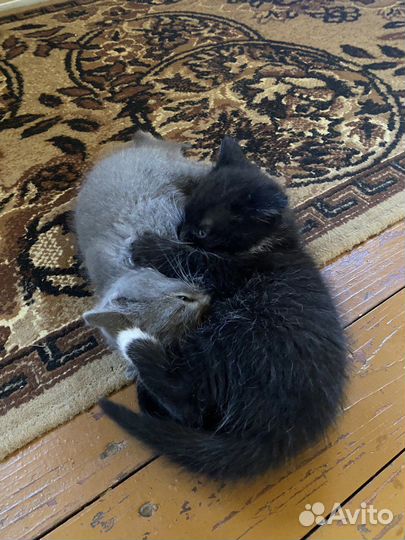 Котята в добрые руки